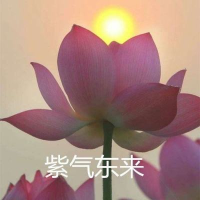 僵尸国度游戏下载